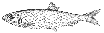 Herring (Clupea harengus)