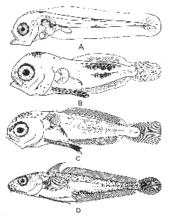 Young stages of either white hake of squirrel hake.
